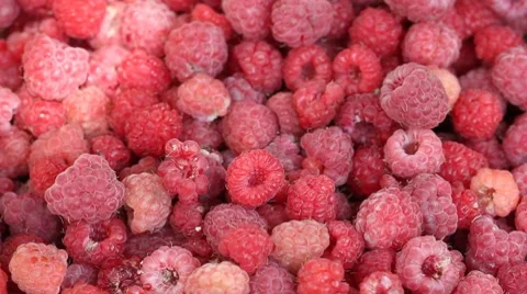 Lot of raspberries yield panning background Stock Footage 8287085