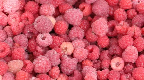 Lot of raspberries yield panning background Stock Footage 8524612