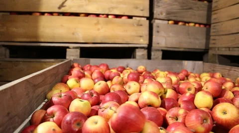 Lot of red apples Stock Footage 58629396