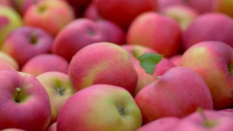 Lot of red apples. Stock-Footage 85555657