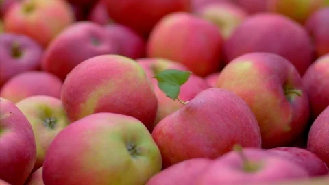 Lot of red apples. Stock Footage 85555665
