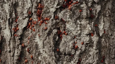 A lot of red beetles are crawling on the tree bark. Stock Footage 114644746