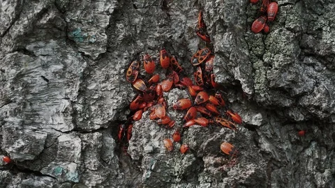 A lot of red beetles are crawling on the tree bark. Stock Footage 114644793
