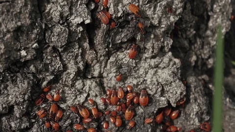 A lot of red beetles are crawling on the tree bark. Stock Footage 114644829