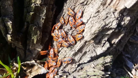 A lot of red beetles Video stock 105039277