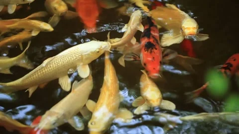 Lot of red fish in pond Video stock 305819587