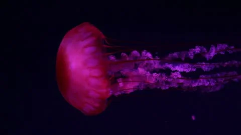 A lot of red jellyfish medusa in a black void, natural background Stock Footage