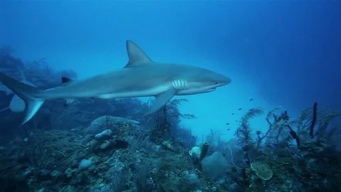 A lot of reef sharks floating near the divers, Caribbean sea Stock Footage