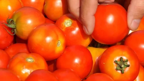 A lot of ripe tomatoes Stock Footage 79809904