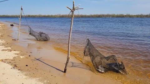 Lot of river fish in the cage Stock Footage 89005389