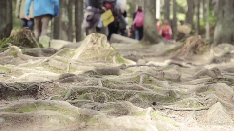 A lot of root in the forest Stock Footage 74508545