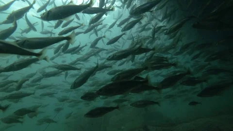 A lot of school of fish Black cod or Smallscaled Cod (Notothenia microlepidota)  Stock Footage 94700542