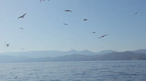 A lot of seagull flying over the surface of the sea near the mountains in Crimea Stock Footage 51910539