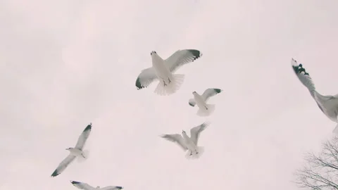 A Lot of Seagulls Fly in Cloudy Sky - Super Slow Motion Stock Footage 256911708