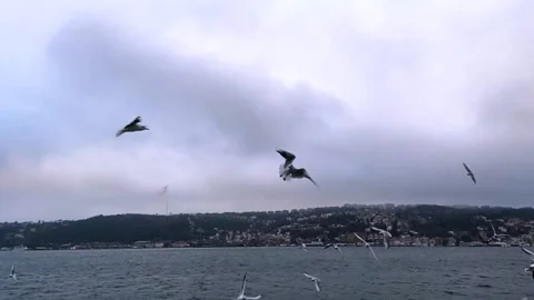 A lot of seagulls fly in front of the camera in slow motion. Hungry seagulls fly Stock Footage 201152980
