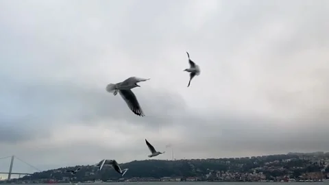 A lot of seagulls fly in front of the camera in slow motion. Hungry seagulls fly Video stock 201890508