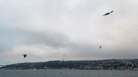 A lot of seagulls fly in front of the camera in slow motion. Hungry seagulls fly Vídeo Stock 214497851