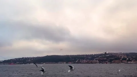A lot of seagulls fly in front of the camera in slow motion. Hungry seagulls fly Stock Footage 214497895