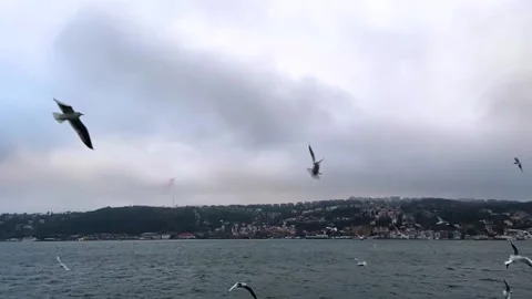 A lot of seagulls fly in front of the camera in slow motion. Hungry seagulls fly Stock Footage 218302845