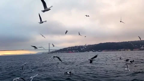 A lot of seagulls fly in front of the camera in slow motion. Hungry seagulls fly 库存影片 218302861