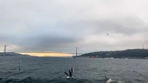 A lot of seagulls fly in front of the camera in slow motion. Hungry seagulls fly Stock-Footage 224936119