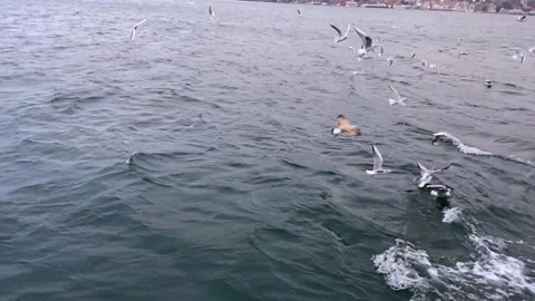 A lot of seagulls fly in front of the camera in slow motion. Hungry seagulls fly Stock Footage 231579426