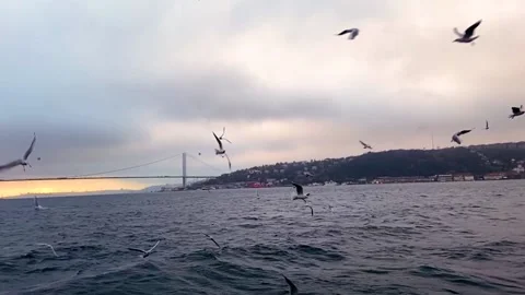 A lot of seagulls fly in front of the camera in slow motion. Hungry seagulls fly Stock Footage 231579462