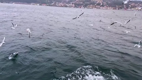 A lot of seagulls fly in front of the camera in slow motion. Hungry seagulls fly Stock Footage 313211478
