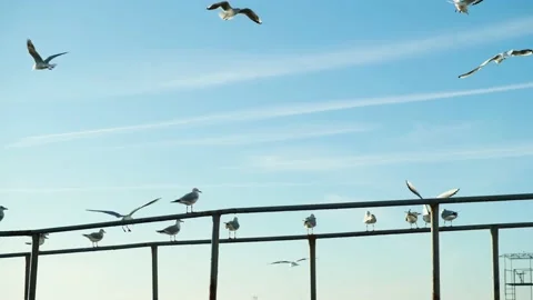 A lot of seagulls flying fast. Video stock 150884791