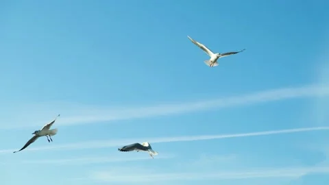 A lot of seagulls flying fast. Video stock 150885580