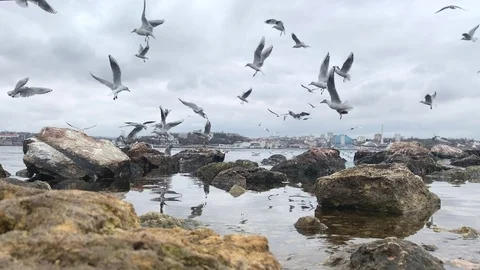 A lot of seagulls Stock Footage 103357552