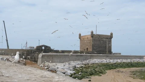 Lot of seagulls in Marrakech pier, Morocco, Africa in 4K Stock Footage 93854024