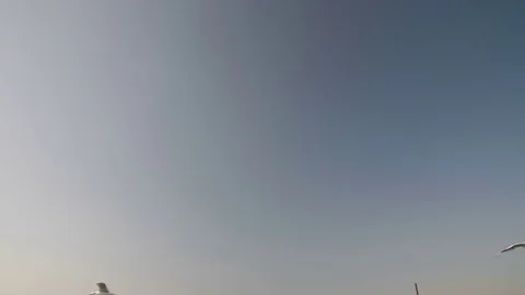 A lot of Seagulls in the sky Stock Footage