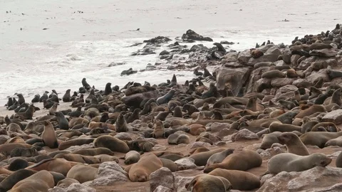 A lot of seals rest on the seashore Video stock 93752012
