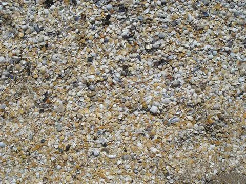 A lot of seashells on the beach Stock Photos