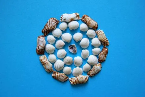 A lot of seashells in the circle on the blue background. Foto stock