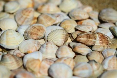 A lot of seashells Stock Photos