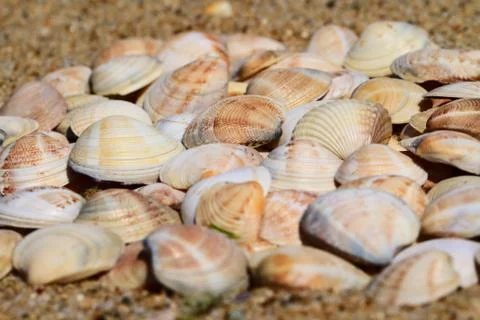 A lot of seashells Stock Photos