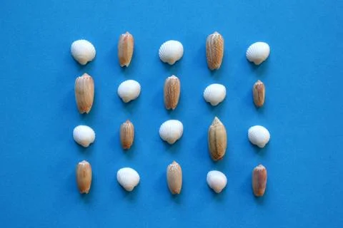 A lot of seashells in the rows on the blue background. Stock-Fotos
