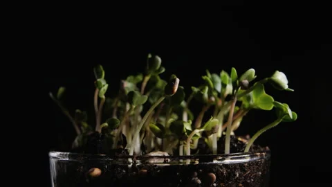 Lot of seedlings of micro-green radish stirring on a dark background. Stock Footage 166321601