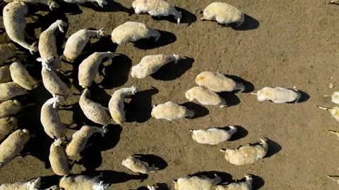 A lot of sheep in the field 動画素材 288319646