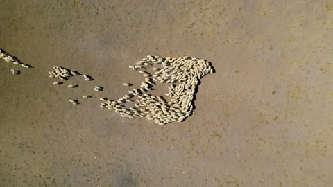 A lot of sheep in the field 動画素材 288319970