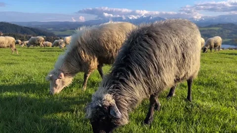 A lot of sheep is grazing on the hillside Stock Footage 289144609