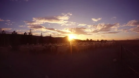 A lot of sheep raise dust at sunset near a fence in the mountains Stock Footage 77884635