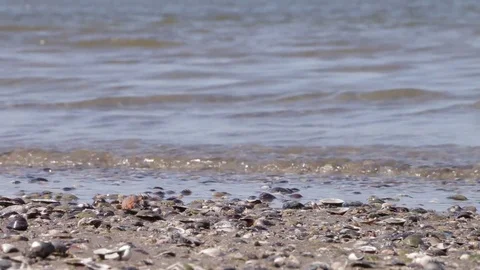 A lot of shells on the beach Stock Footage 78139575