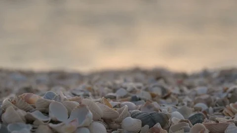 A lot of shells on beach at sunrise Stock Footage 79605909