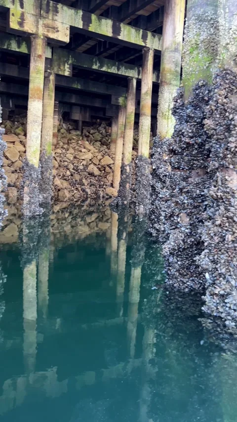A lot of shells grew on poles under the bridge Granville Island The pillars go Stock Footage 219365420
