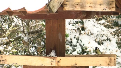 A lot of small birds on the feeder Stock Footage 100719471