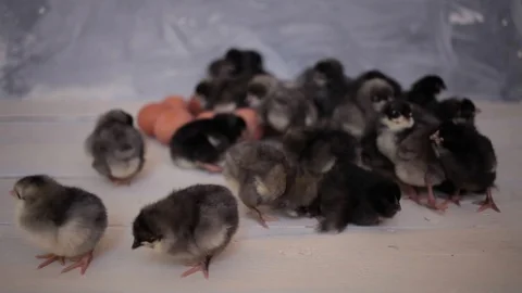 Lot of small chicks gray and black color of breed of dominants . Chicken Farm. Stock Footage 125440702