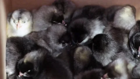 Lot of small chicks gray and black color of breed of dominants . Stock Footage 143012334